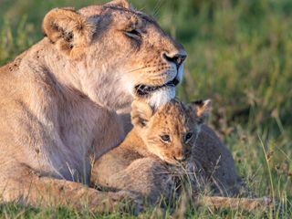 Big Cat Tales - Afrikas Raubkatzen