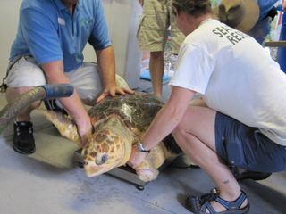 Fish Tank Kings - Gigantische Wasserwelten