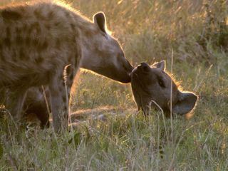Die sozialen Netzwerke der Tiere