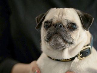 Leiden auf vier Pfoten