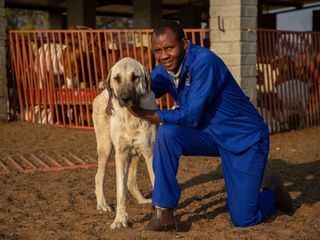 Super cani al lavoro