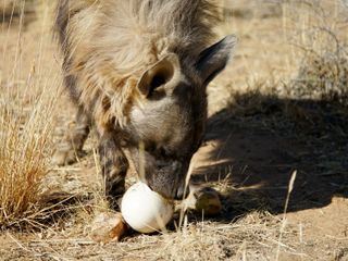 Die Superkraefte der Tiere
