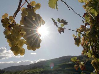 Der grosse Weinskandal