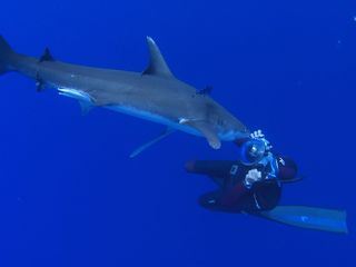 Great White Abyss