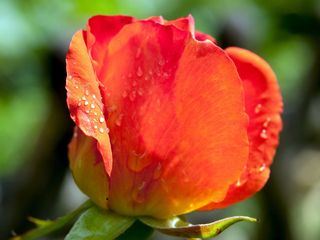 Rose - Koenigin der Blumen