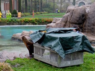 Bronx Zoo - Tierpark der Superlative Bronx Zoo - Tierpark der Superlative