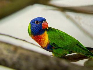 Elefant, Tiger & Co.