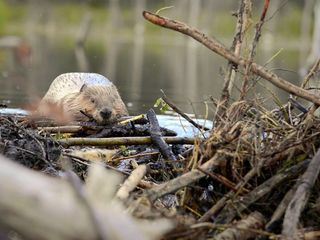 Die Wildnis kehrt zurueck