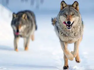 Le loup, un vagabond sans frontière