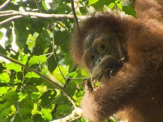 Anna und die wilden Tiere