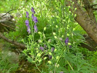 Erlebnis Österreich