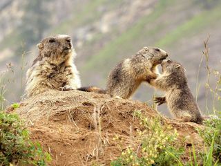 Das Leben eines Murmeltiers - Familiengruendung in den Alpen