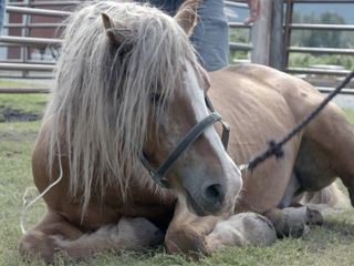 Die Yukon-Tieraerztin