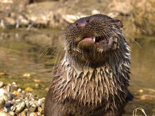Ötscher - Im Reich des sanften Riesen