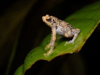 Borneo - Gruenes Juwel am Äquator