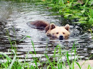 NaturNah: Baerenbande auf Wohnungssuche