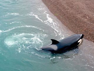 Wildes Lateinamerika