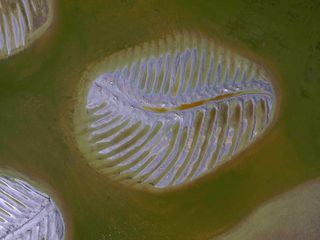 Raetselhafte Phaenomene Raetselhafte Phaenomene