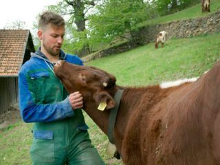 Re: Vom Wegwerfkalb zum Alpenretter