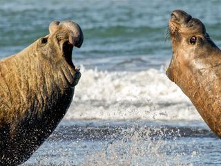 Wildes Patagonien