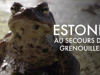 Estland: Kroetenretter im Einsatz