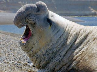 Die Sprache der Tiere