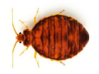 Tierische Eroberer