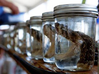 Die Klapperschlangen-Jaeger