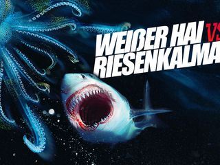 Weisser Hai vs. Riesenkalmar