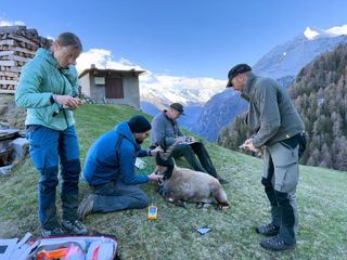 Steinboecke fuer die Benediktenwand