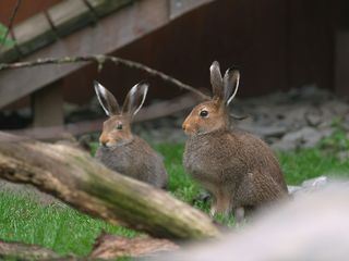 Seeloewe & Co. - tierisch beliebt