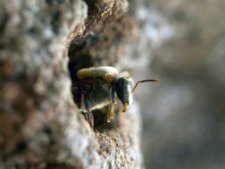 Die Bienenfluesterer Die Bienenfluesterer