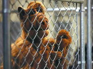 Alf
