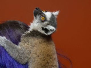 Dr. Ks tierische Notaufnahme