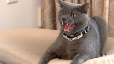Der Katzenfluesterer Der Katzenfluesterer