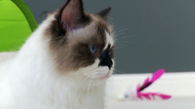Der Katzenfluesterer