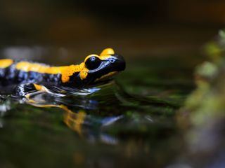 Artensterben in Deutschland