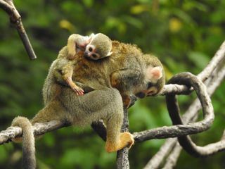 Bronx Zoo - Tierpark der Superlative