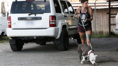 Pitbulls auf Bewaehrung