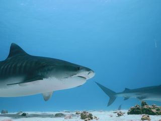 Haiangriffen auf der Spur