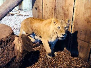 WILDER WILDER WESTEN