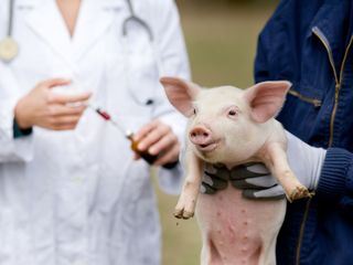 Dr. Ks tierische Notaufnahme