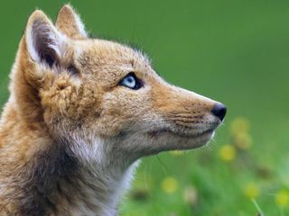 Chinas wilde Geheimnisse