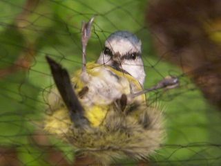 Elefant, Tiger & Co.