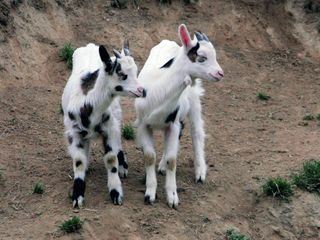 Tierkinder - Nesthocker und Fruehaufsteher