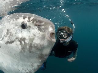 Mondfische - Raetselhafte Giganten