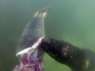 NaturNah: Vorsicht Kegelrobbe! NaturNah: Vorsicht Kegelrobbe!