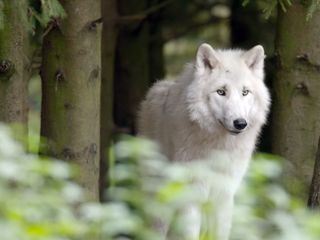 Die Sprache der Tiere