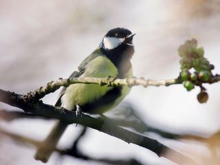 Kleine Meise ganz gross