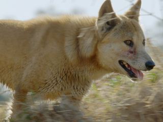 Geheimnisse des wilden Australiens